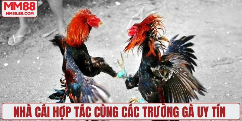 Nhà cái hợp tác cùng các trường gà uy tín