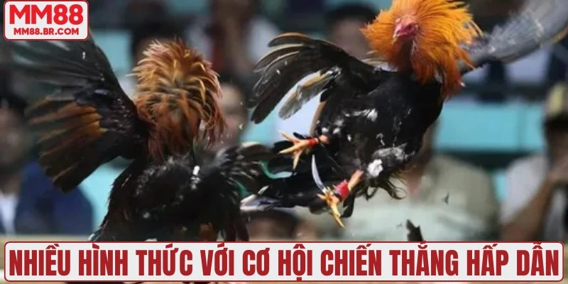 Nhiều hình thức đặt cược với cơ hội chiến thắng hấp dẫn